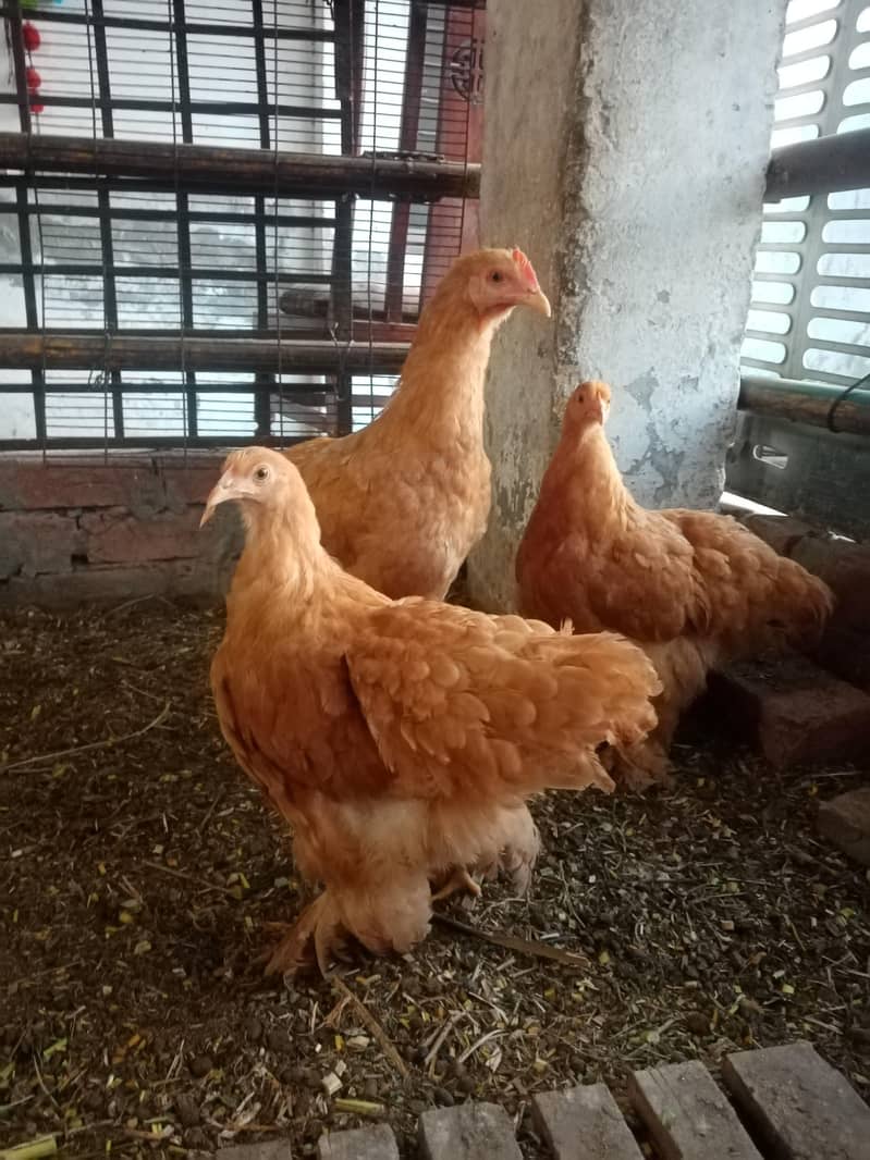 Golden Buff Chicks 0