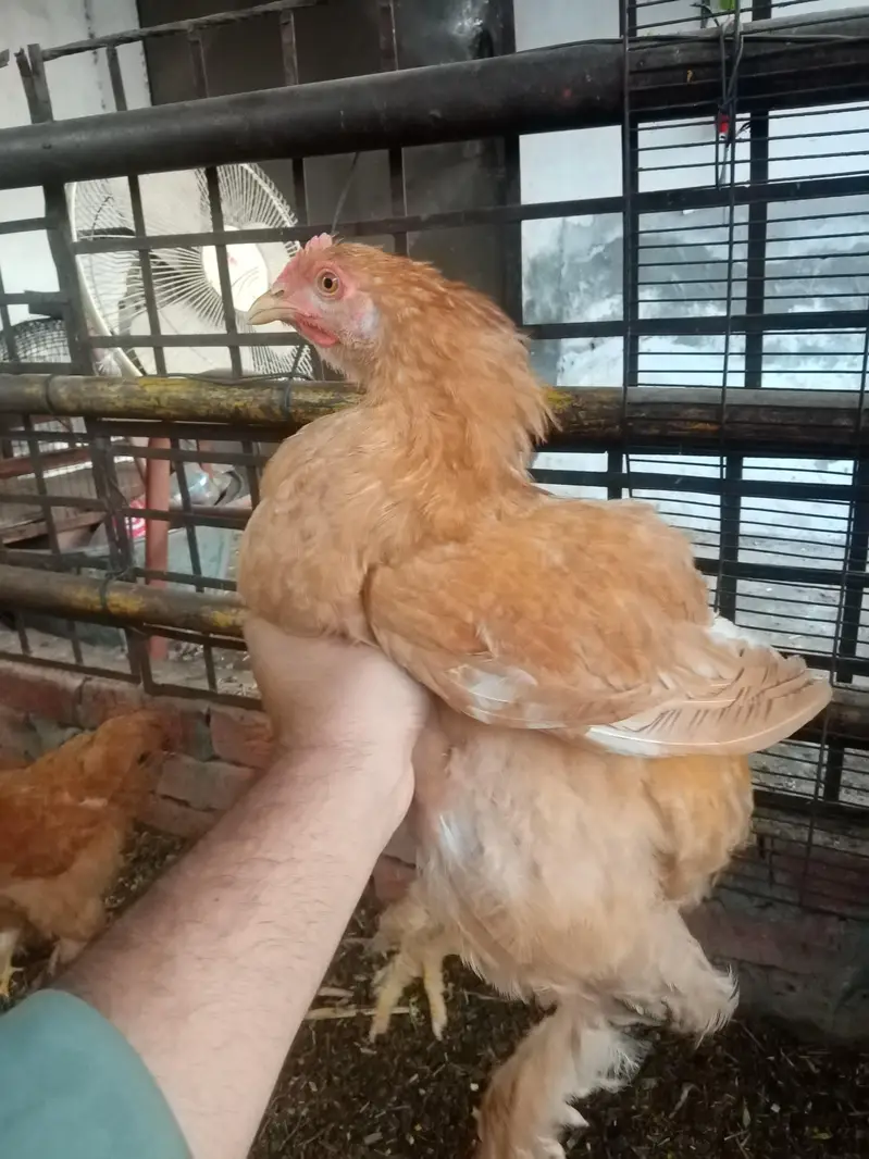 Golden Buff Chicks — photo 2