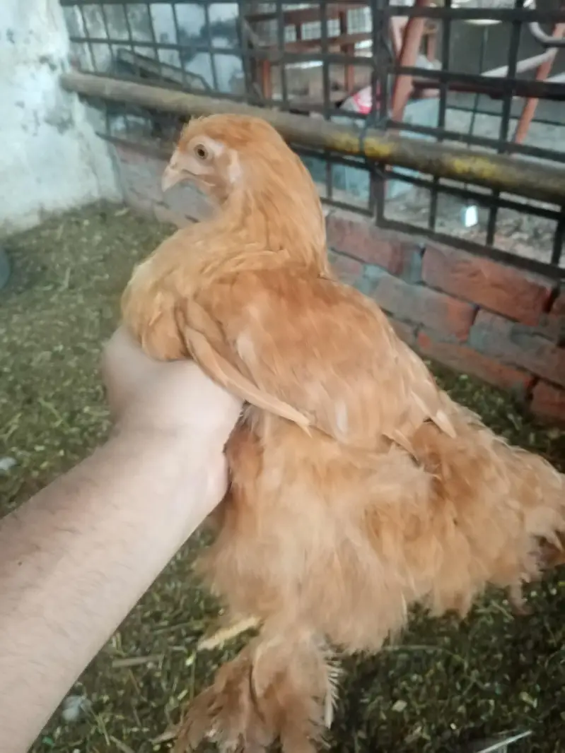 Golden Buff Chicks — photo 3