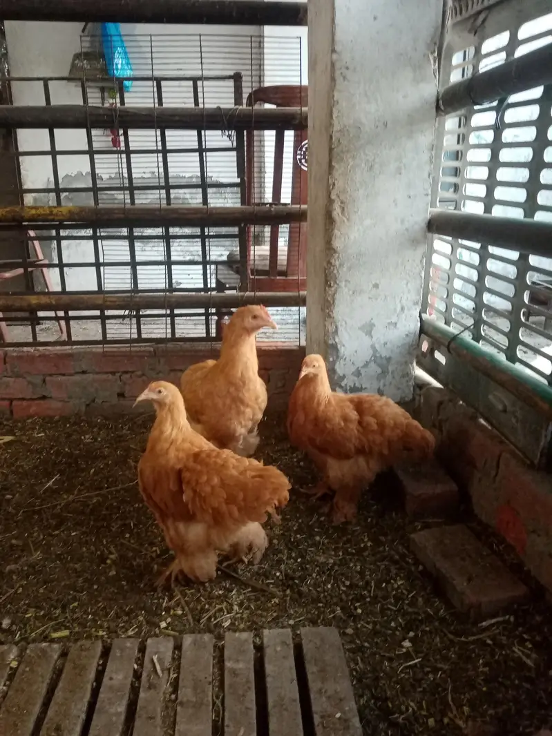Golden Buff Chicks — photo 4