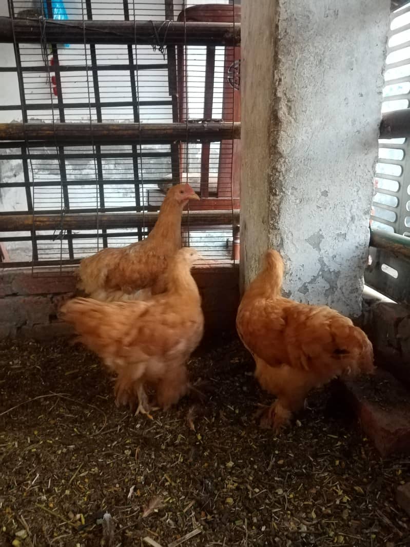 Golden Buff Chicks 4