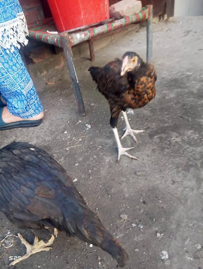 two hens aseel