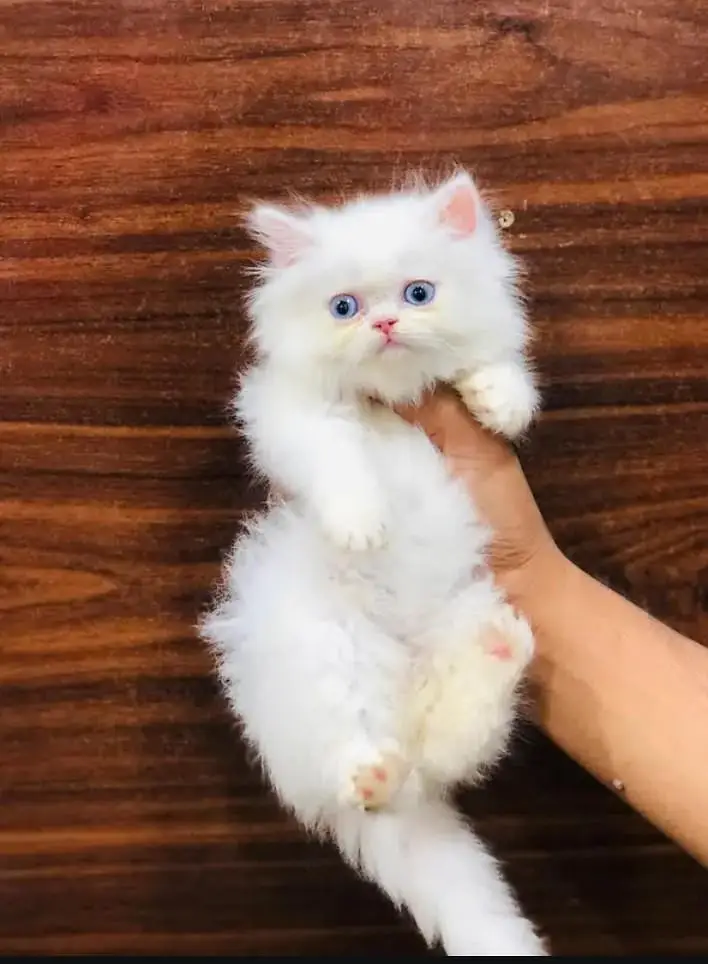 perisan kitten — photo 2