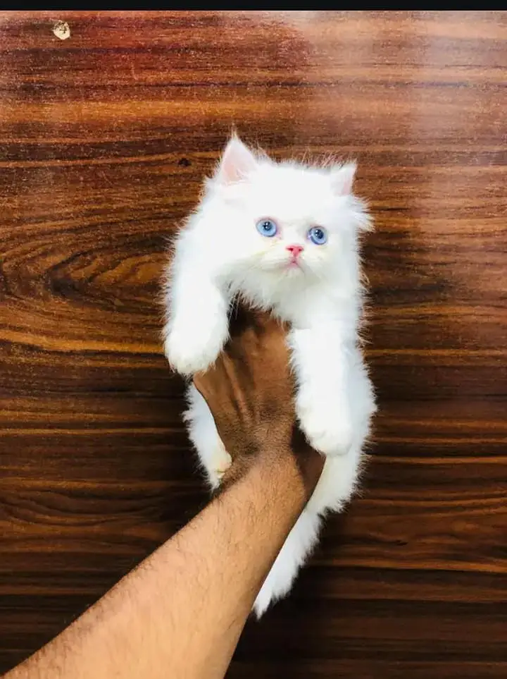 perisan kitten — photo 3