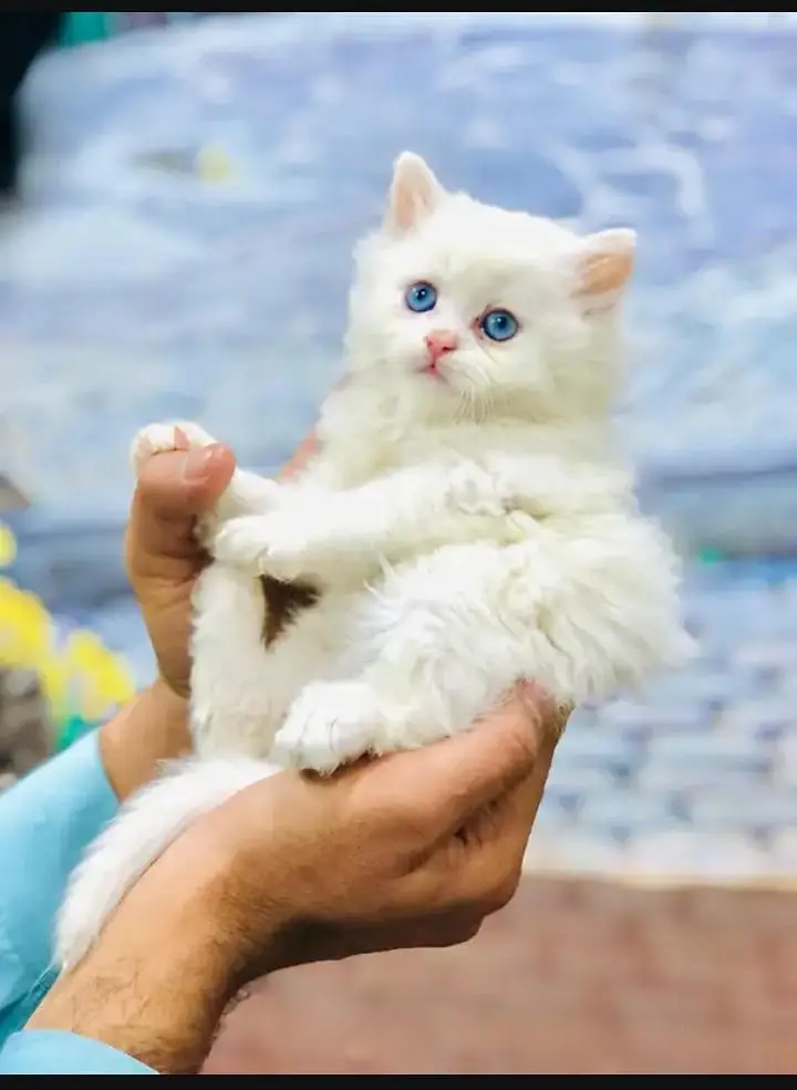 perisan kitten — photo 4