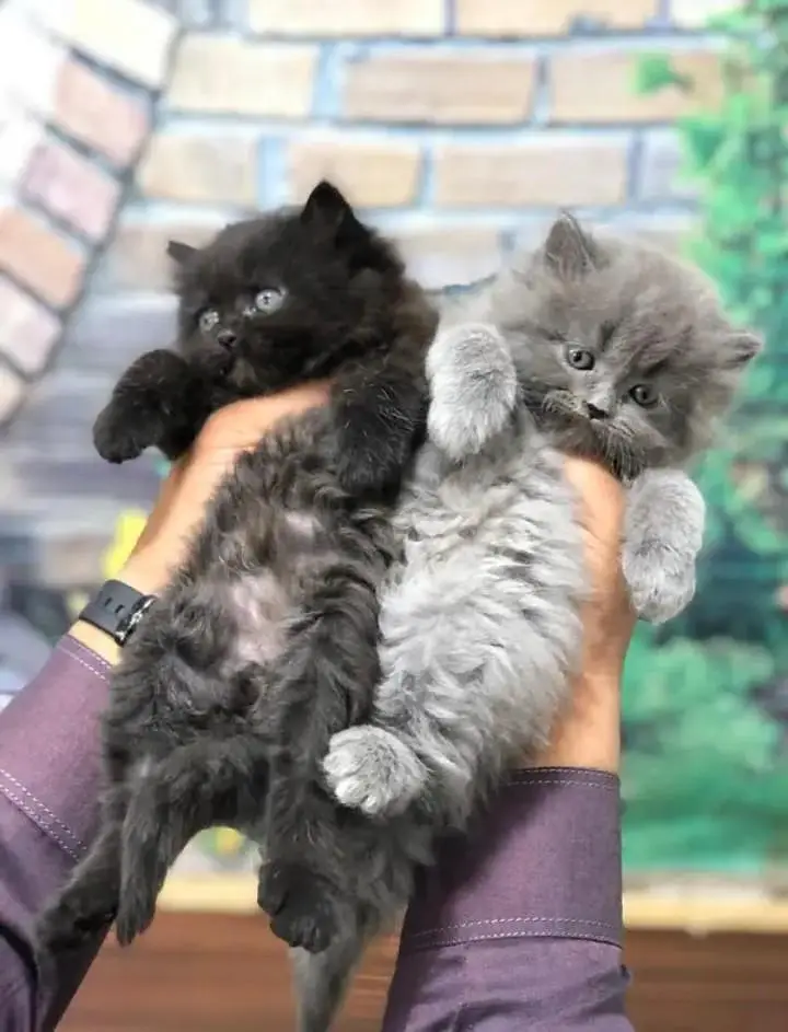 perisan kitten — photo 5