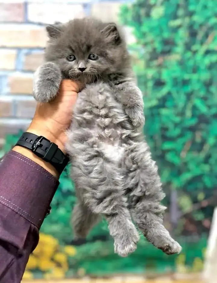 perisan kitten — photo 6