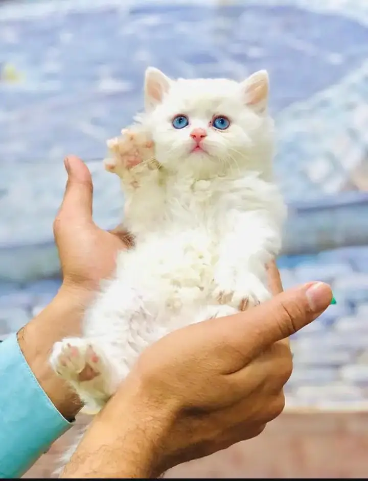 perisan kitten — photo 7