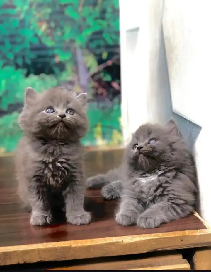 perisan kitten — photo 8