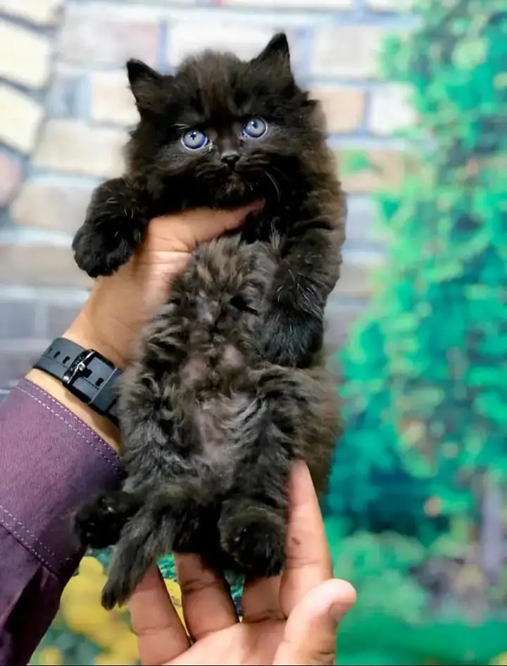 perisan kitten — photo 9