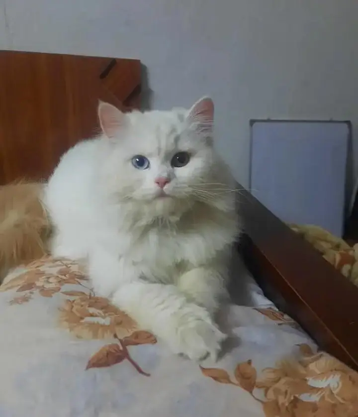 perisan kitten — photo 10