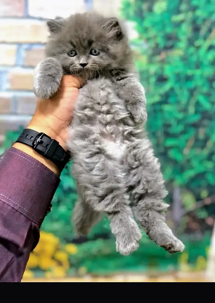 perisan kitten — photo 11