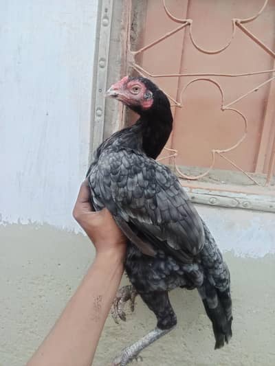 high quality saleti Madi 03711036880
