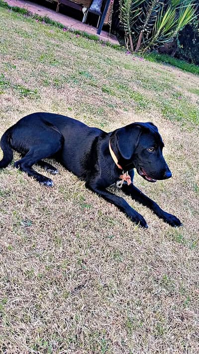 Female Labrador for sale
