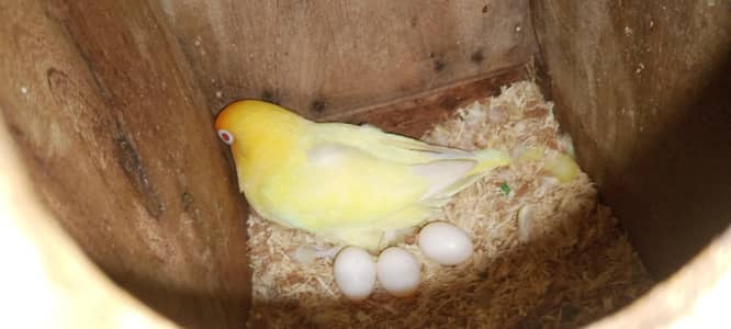 Love bird breeder pair for sale