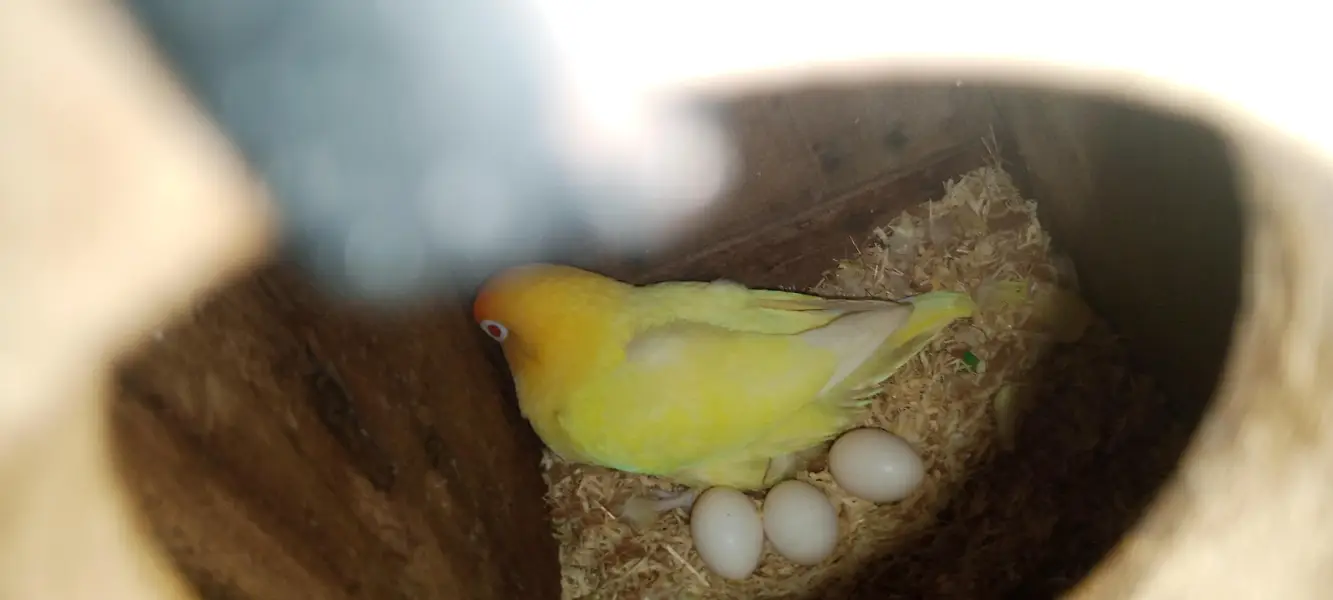 Love bird breeder pair for sale — photo 2