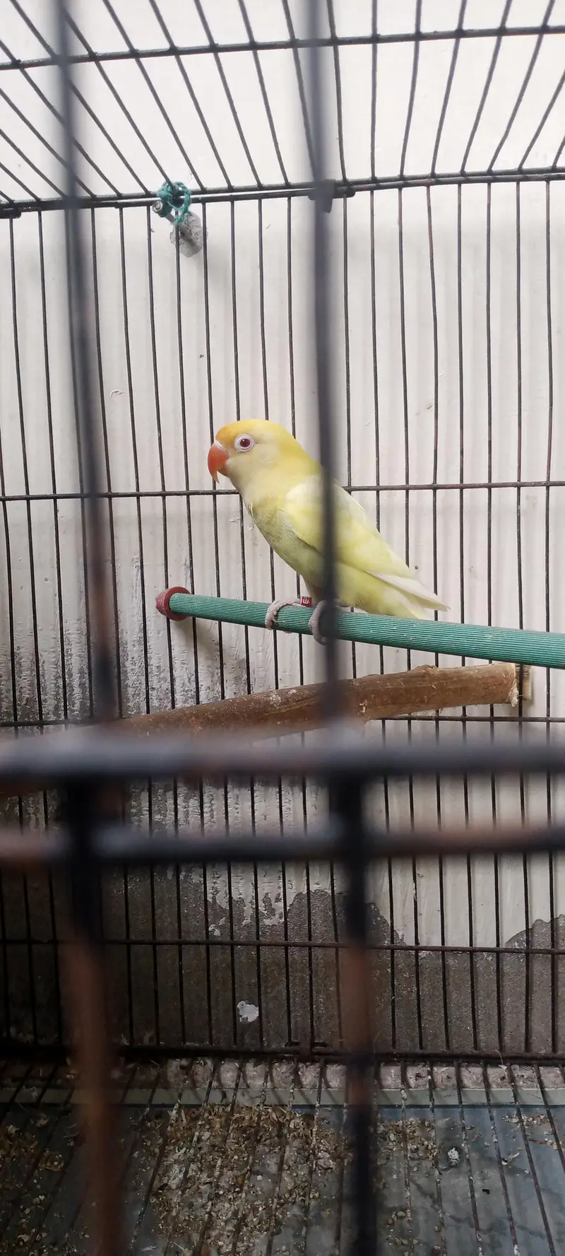 Love bird breeder pair for sale — photo 3