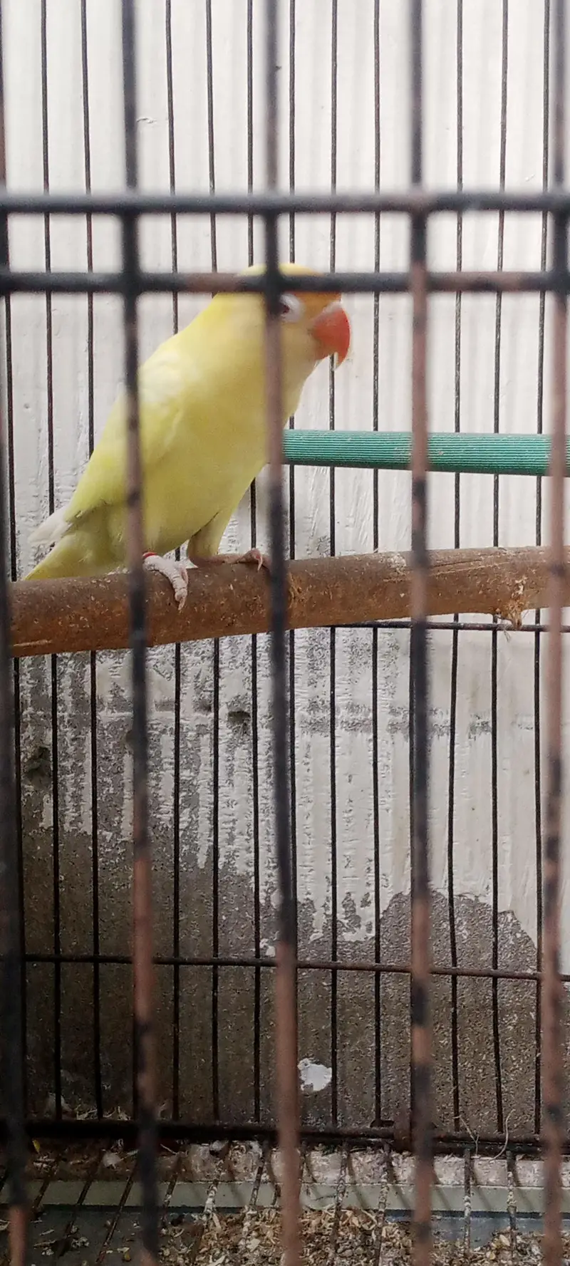 Love bird breeder pair for sale — photo 4