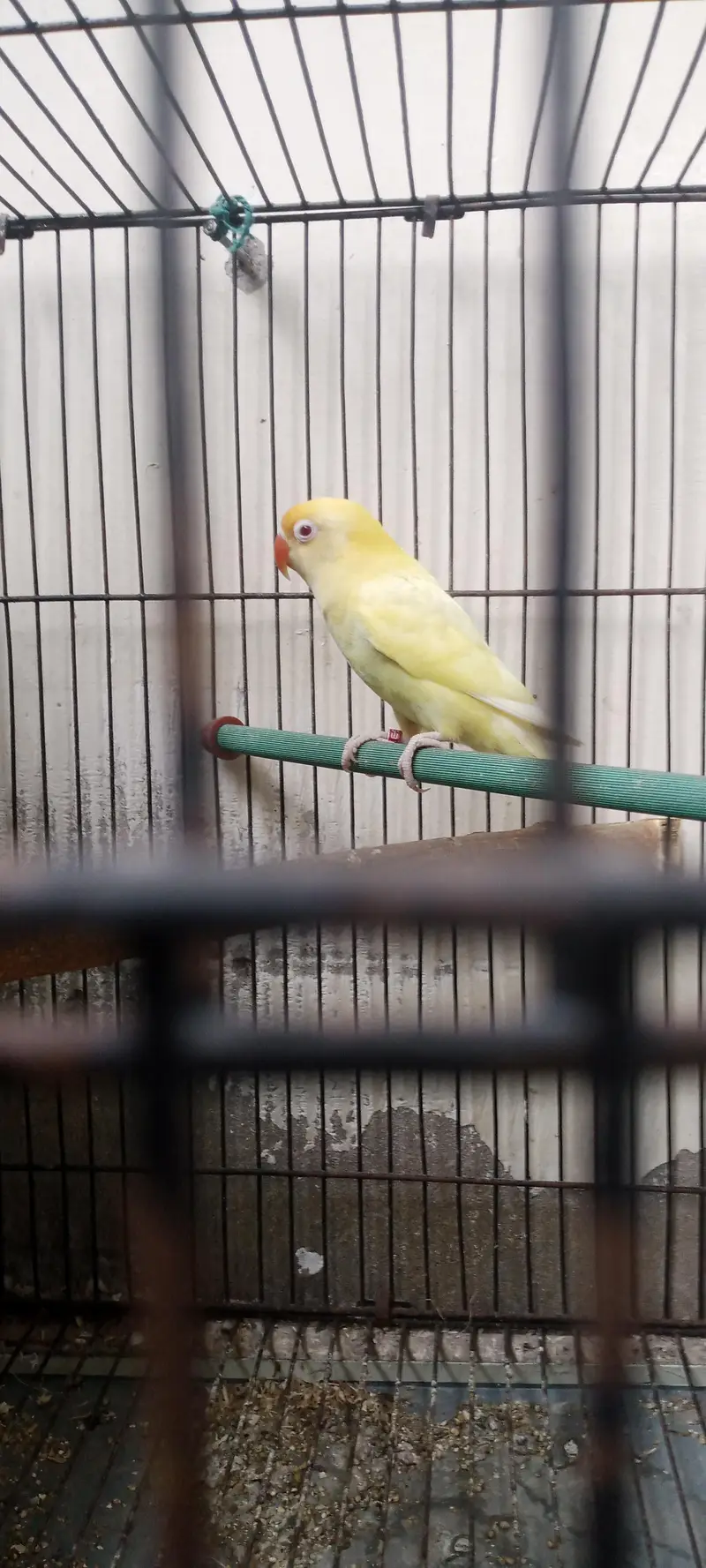 Love bird breeder pair for sale — photo 5