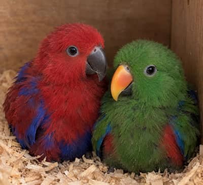 Eclectus Near to Self Pair
