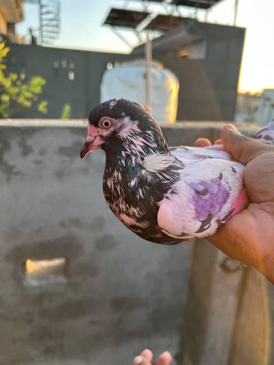 pigeon