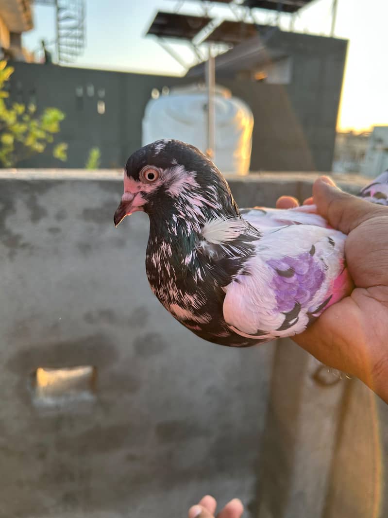 pigeon 0