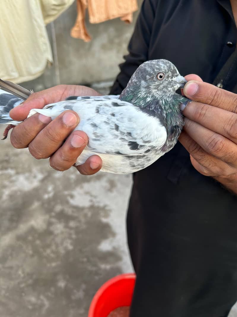 pigeon 1