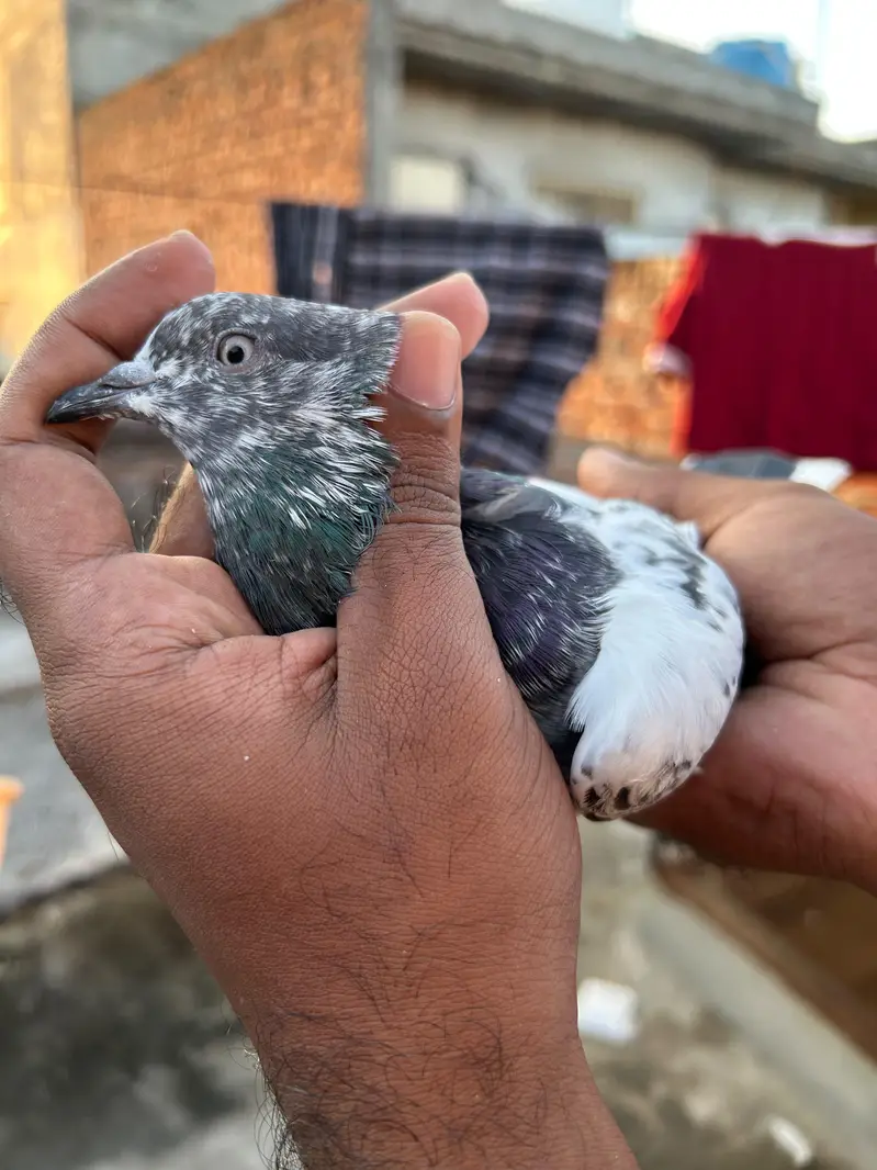 pigeon — photo 3