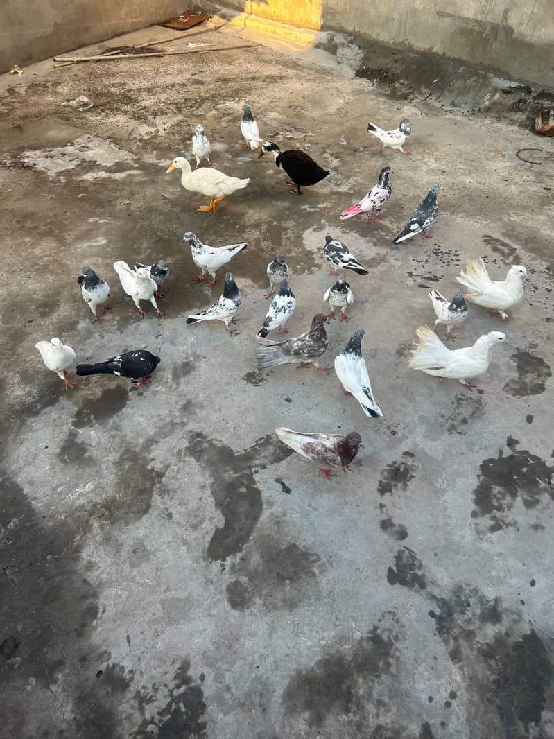 pigeon 3