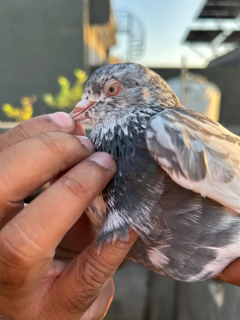 pigeon — photo 5