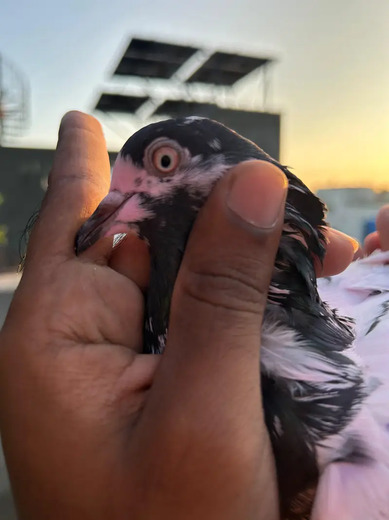 pigeon — photo 6