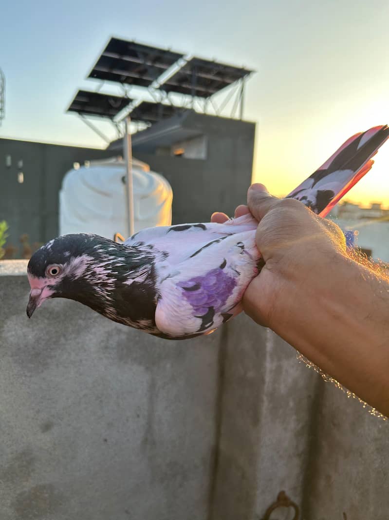 pigeon 6
