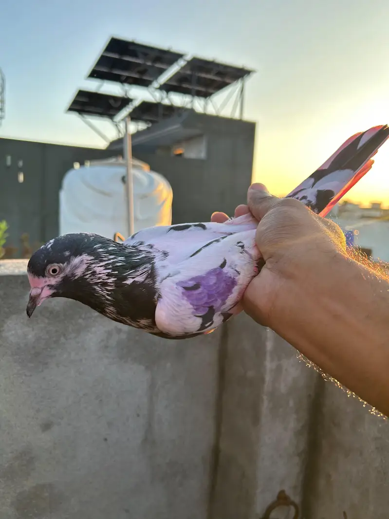 pigeon — photo 7
