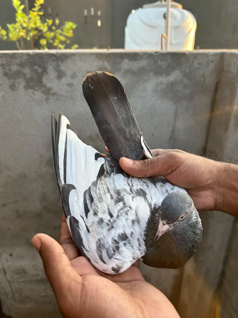 pigeon — photo 8