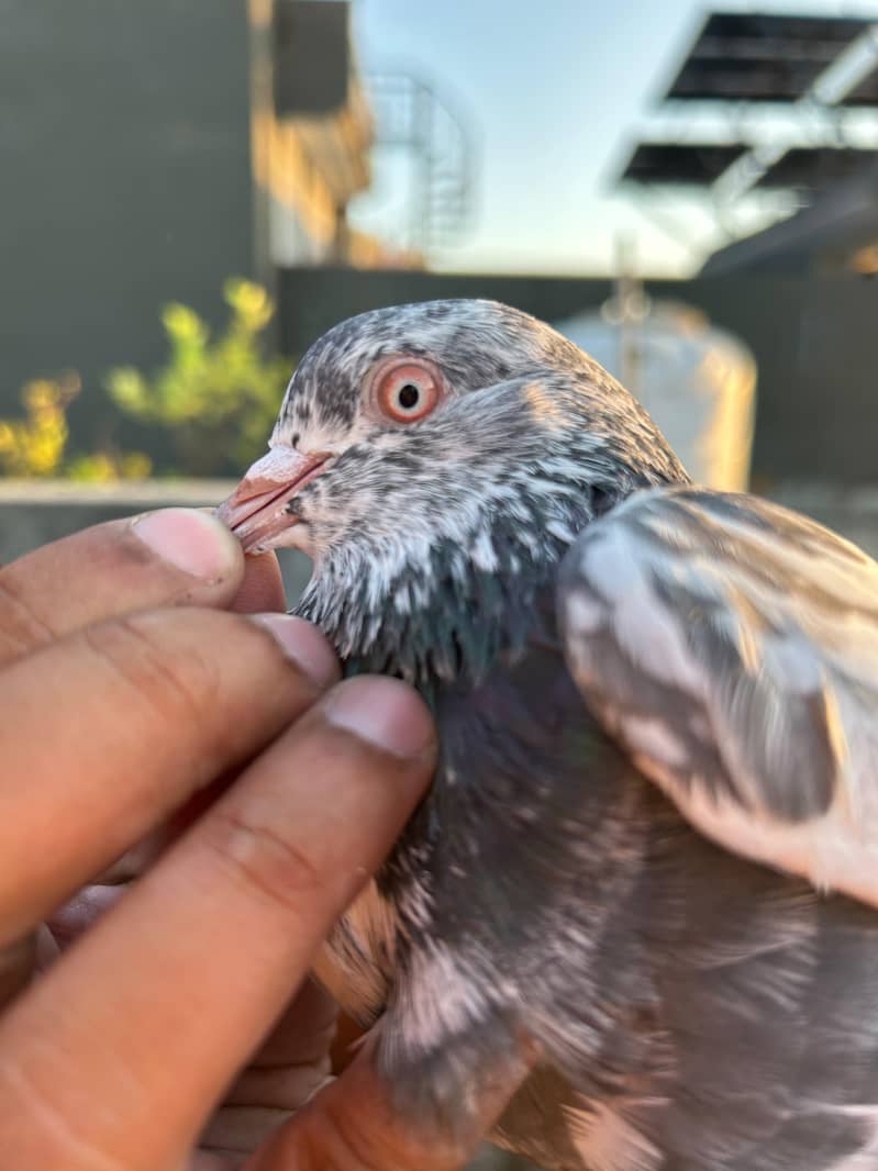 pigeon 8