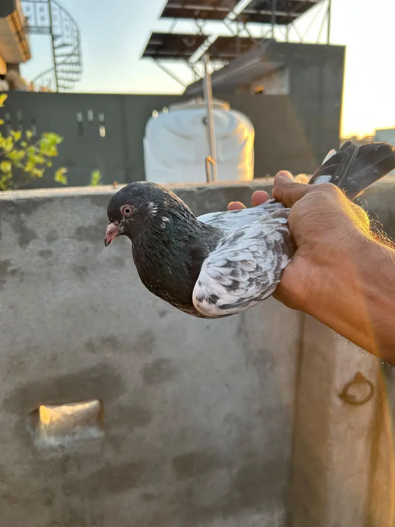 pigeon — photo 10