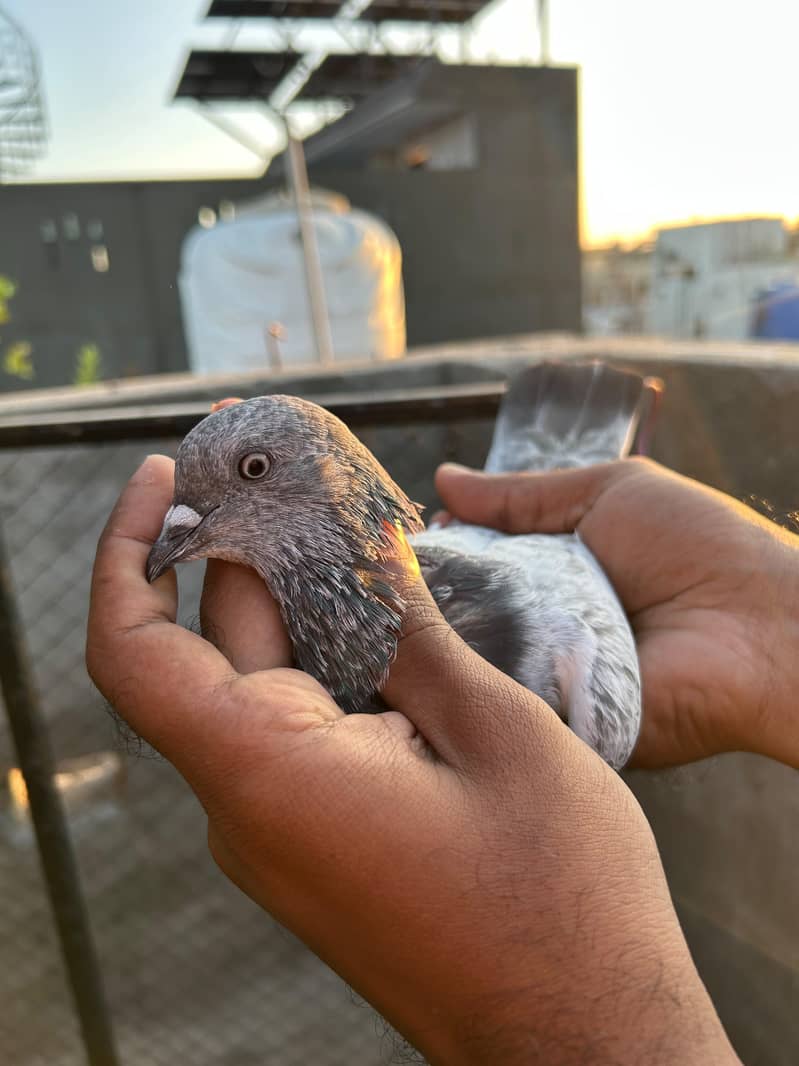 pigeon 10
