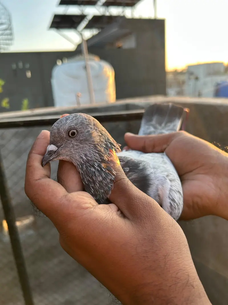 pigeon — photo 11