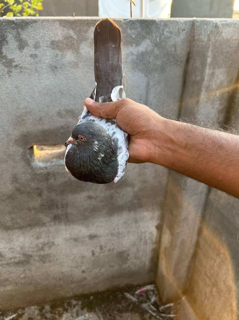 pigeon 11