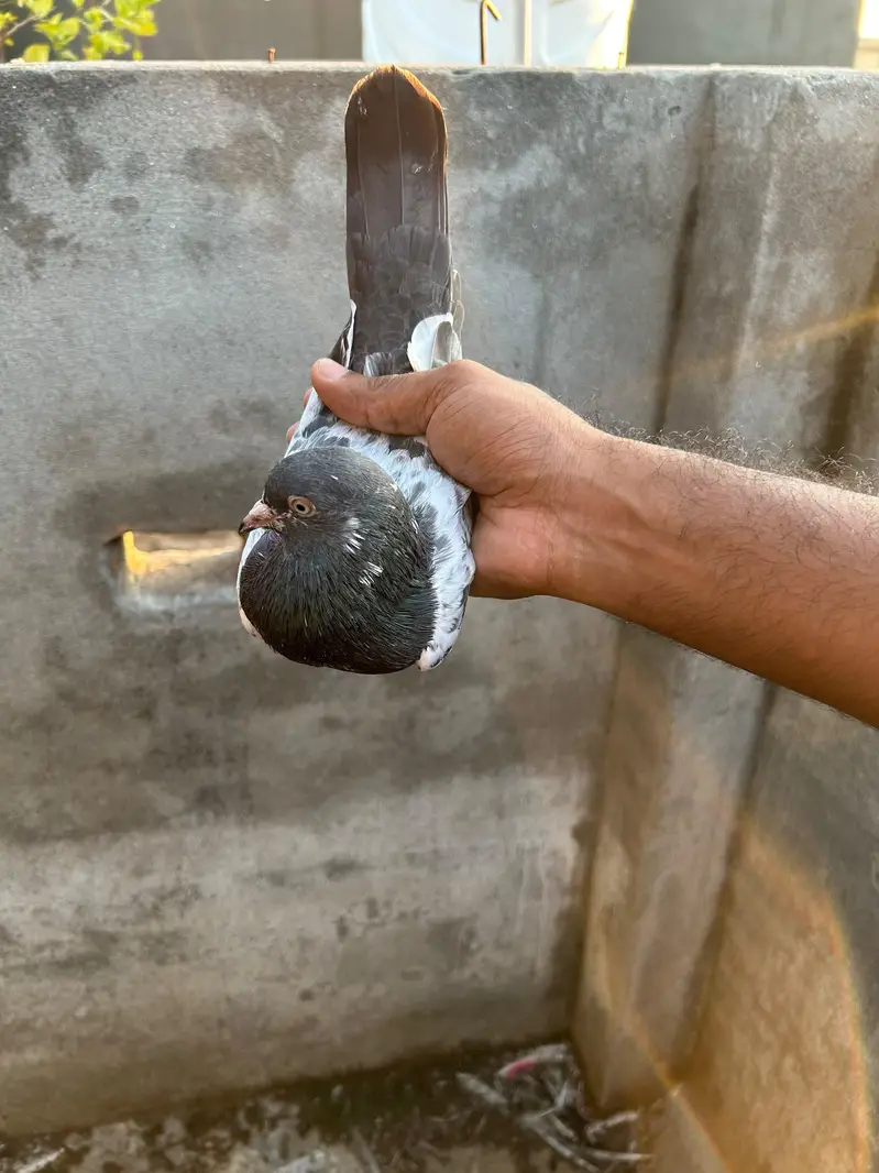 pigeon — photo 12