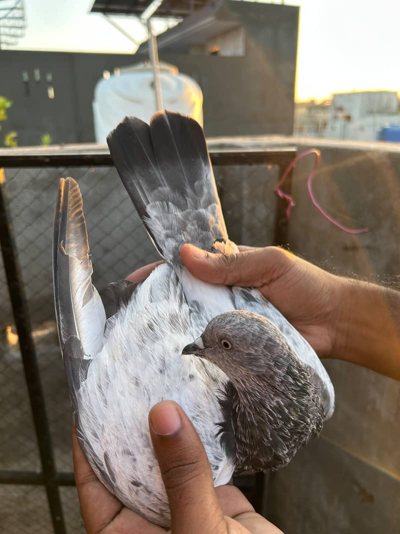 pigeon 12