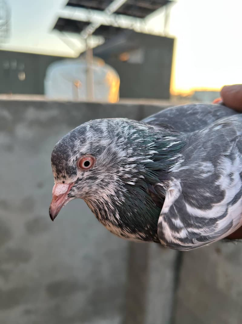 pigeon 13