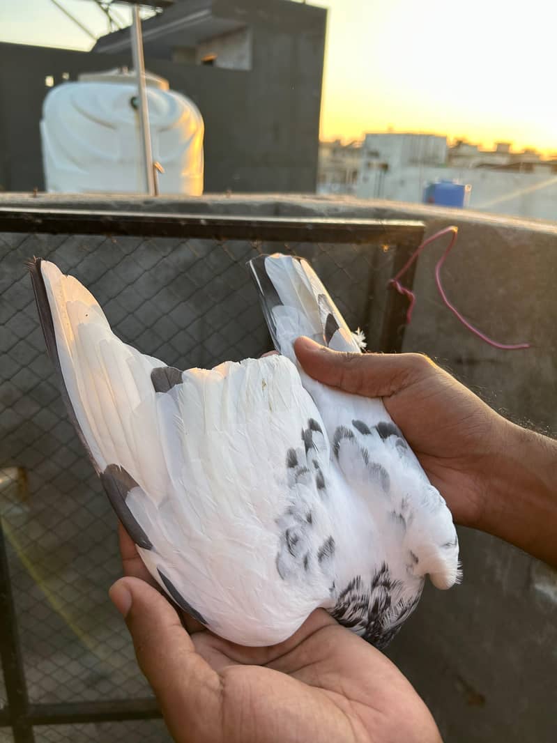pigeon 14