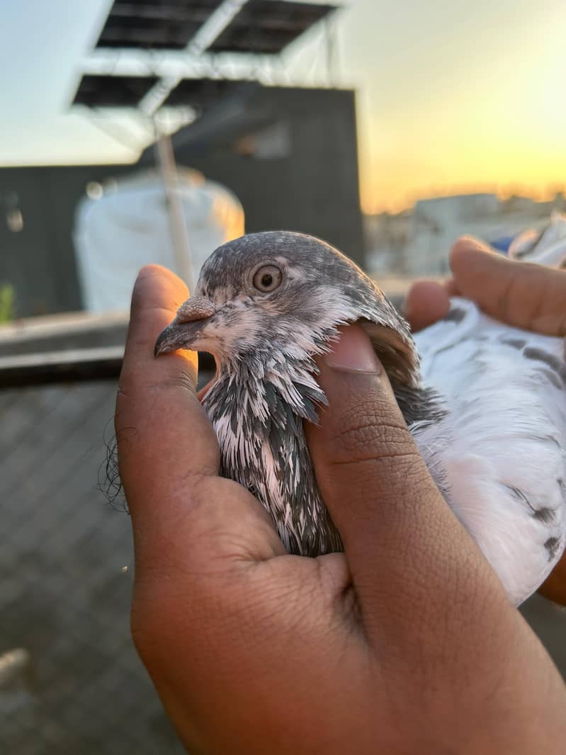 pigeon 15