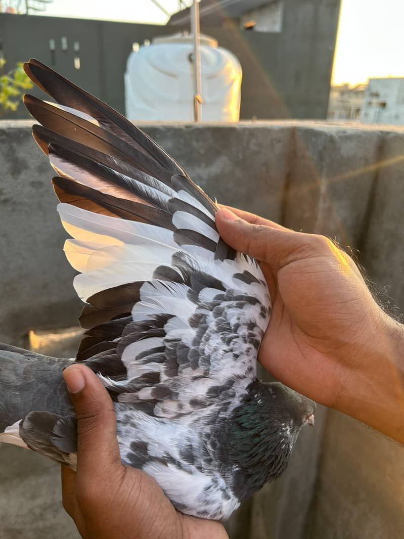 pigeon 16