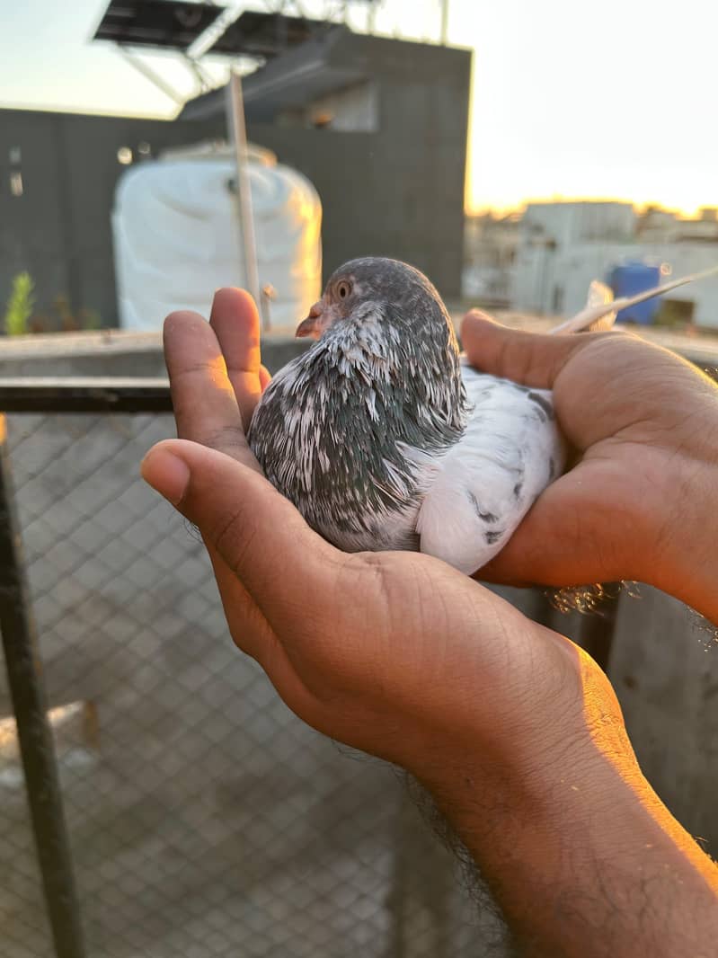 pigeon 17