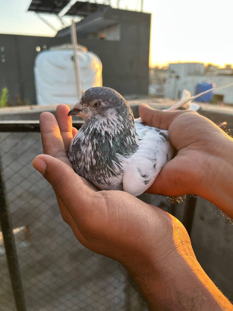 pigeon 18