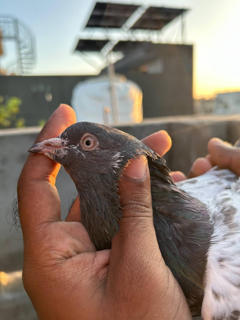 pigeon 19