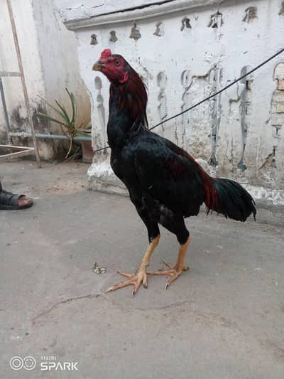 muska laka patha
