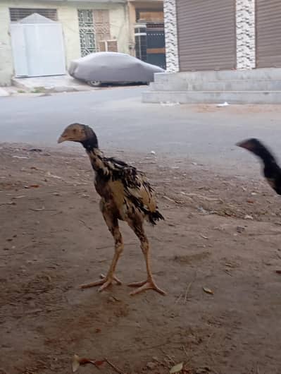 Urgent sales Aseel Chicks
